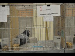 Concurso de Palomas 2012